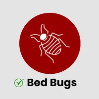 Bed Bugs Control Service